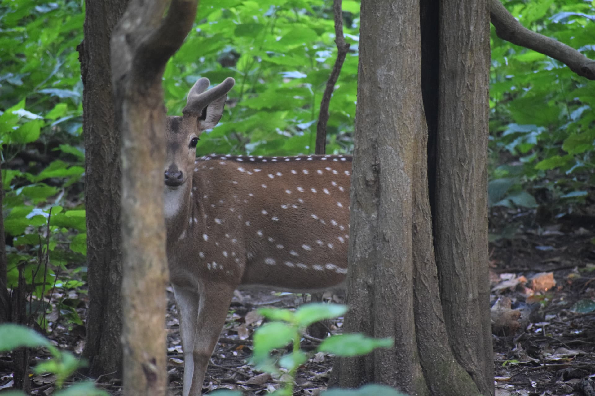 Dive Deeper into Wildlife Insights