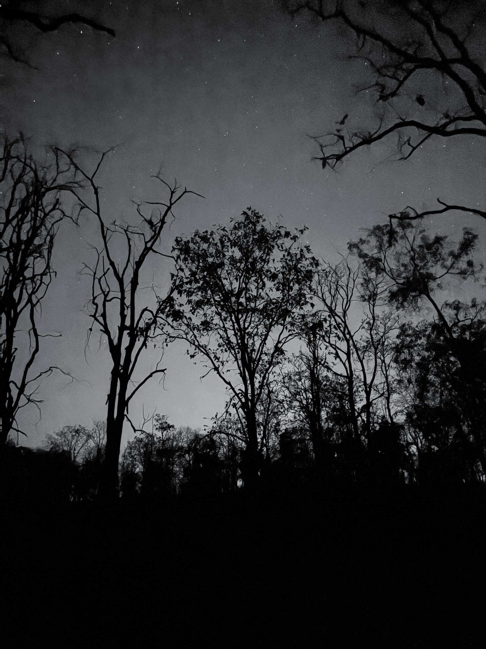 Stargazing from the Pench woodland, often known as the Dark Sky forest.