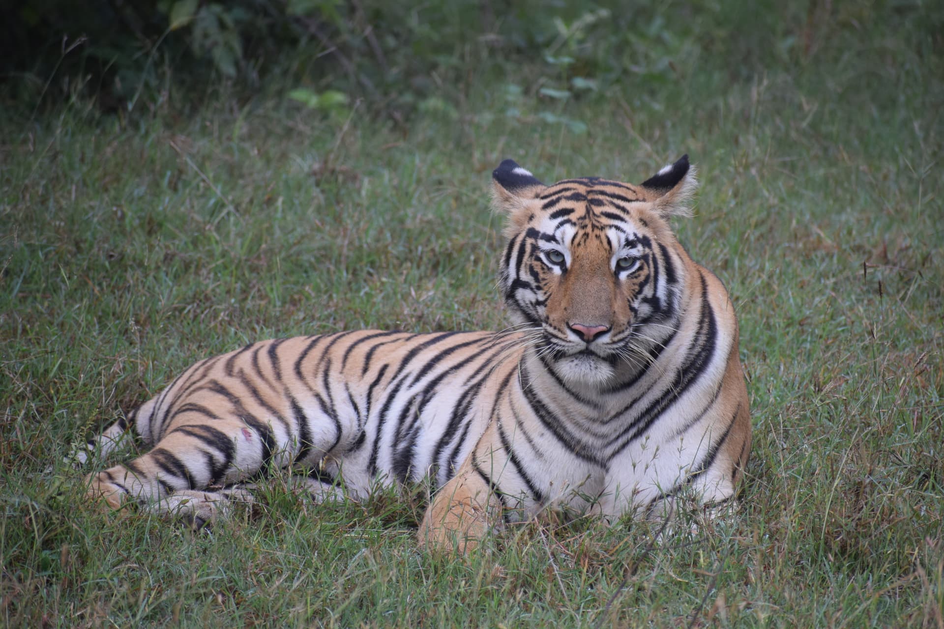 Magical Tadoba