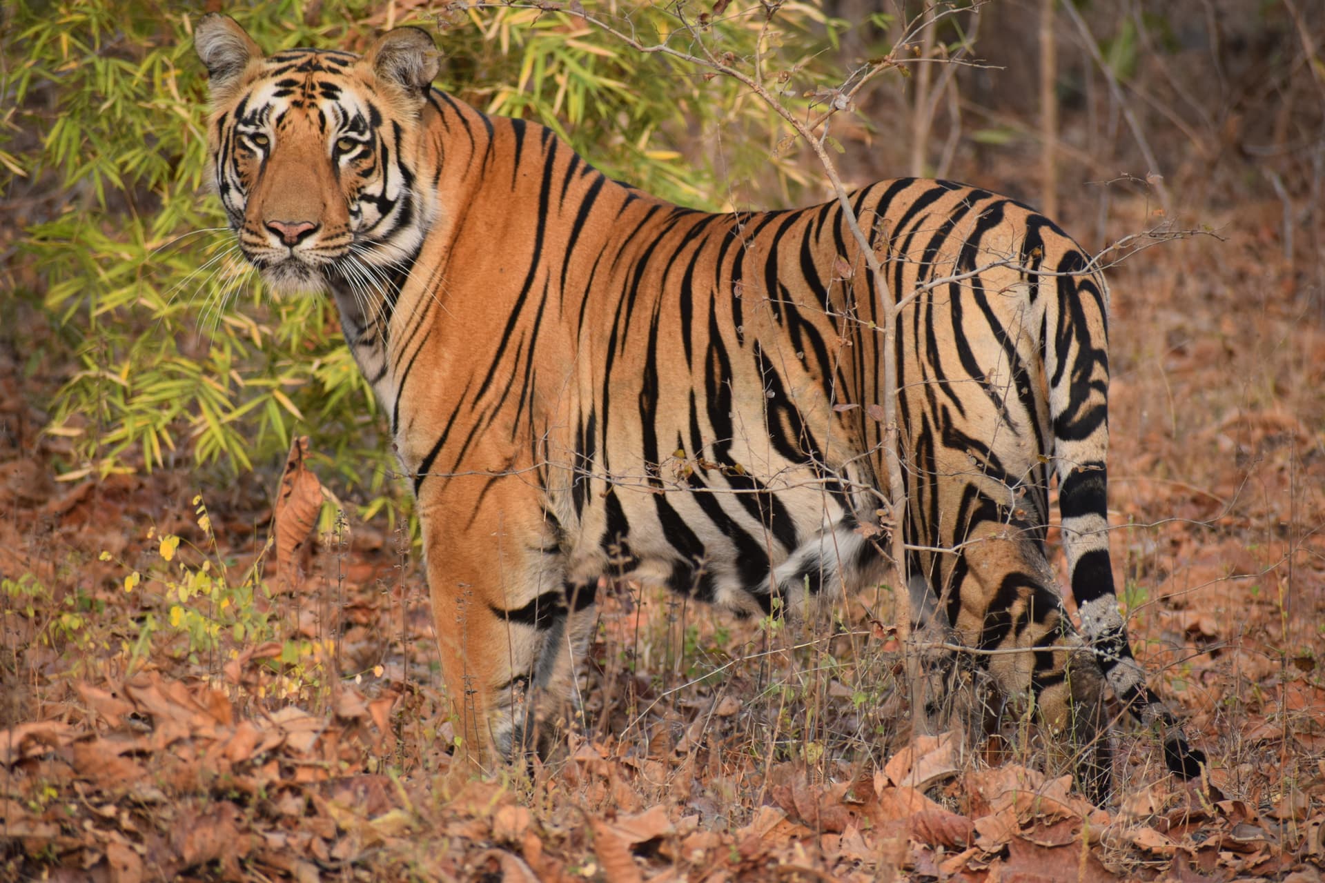 Tadoba Andhari Tiger Reserve, Maharashtra