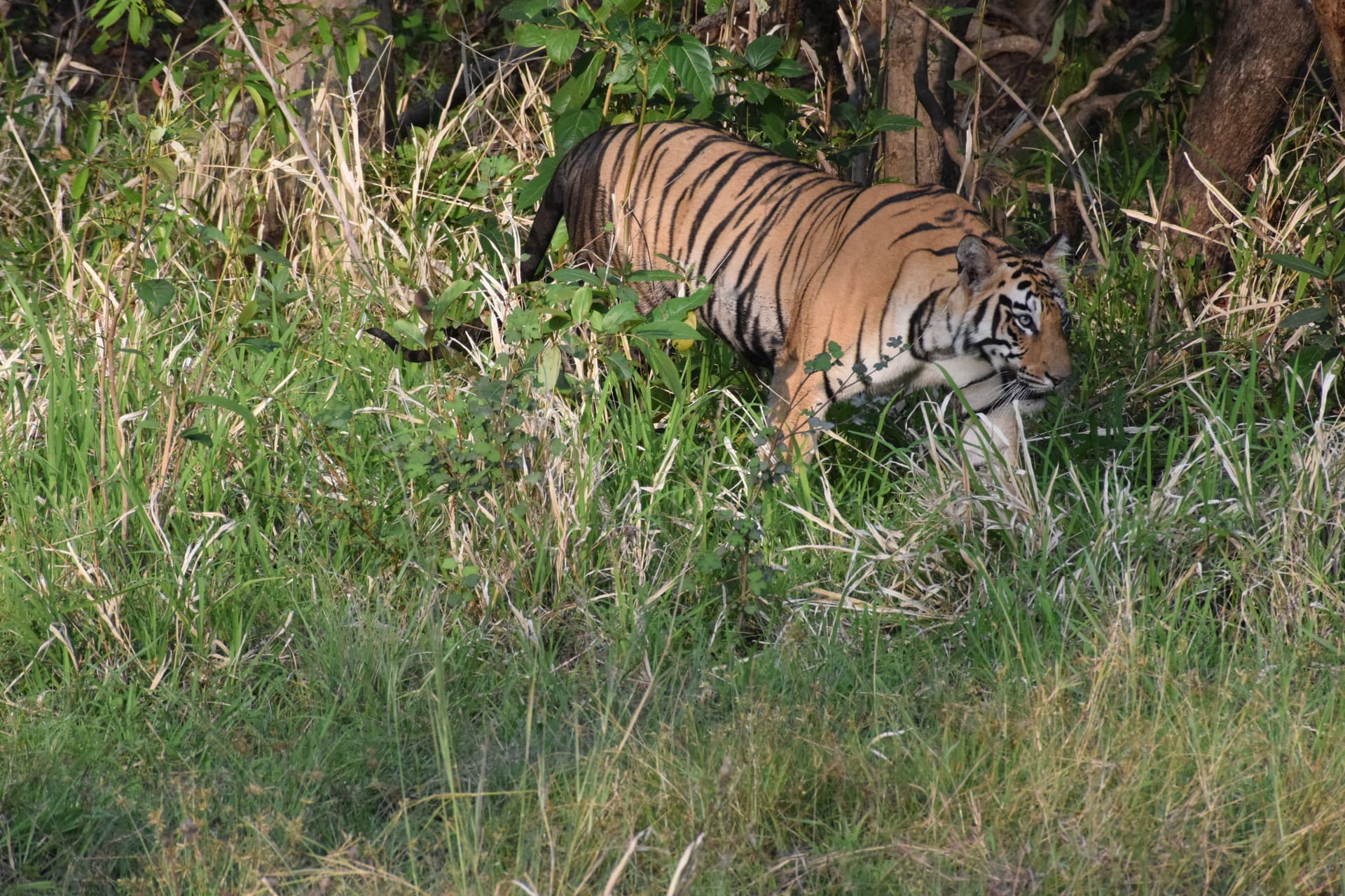 Tipeshwar Wildlife Sanctuary