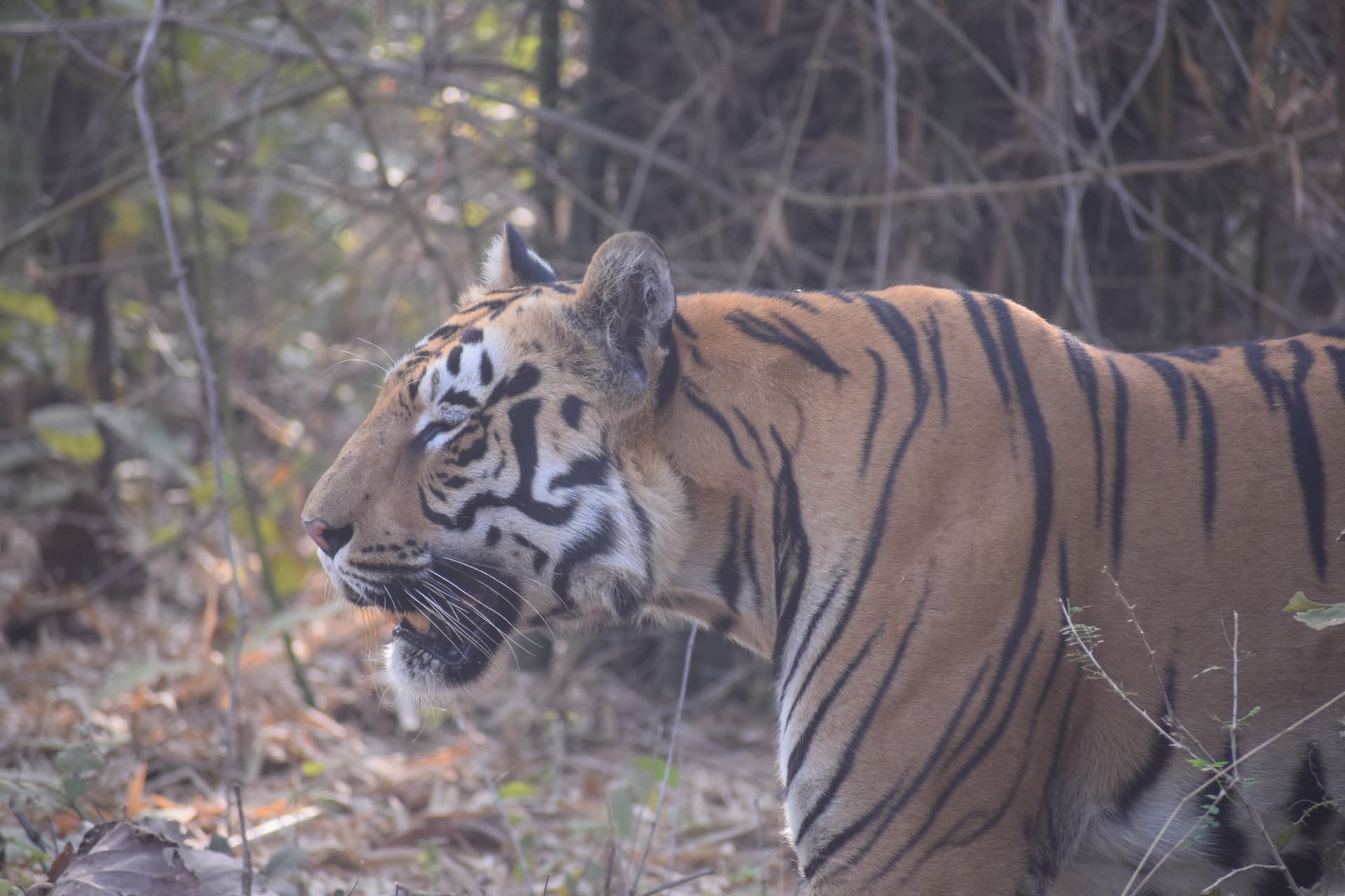 Bandhavgarh Tiger Reserve