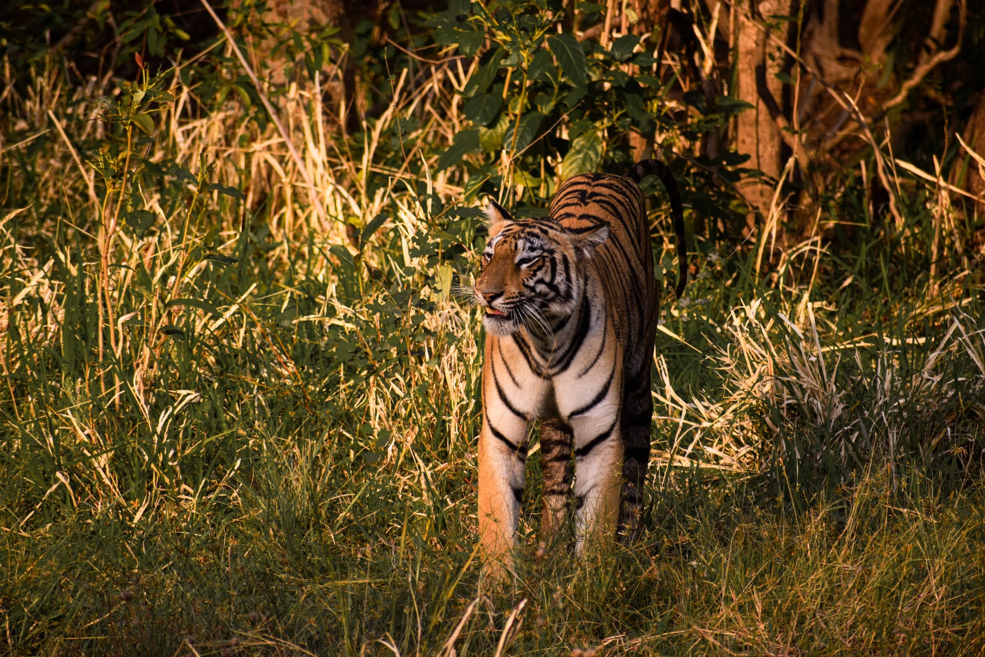 Pilibhit Tiger Reserve, Uttar Pradesh 
