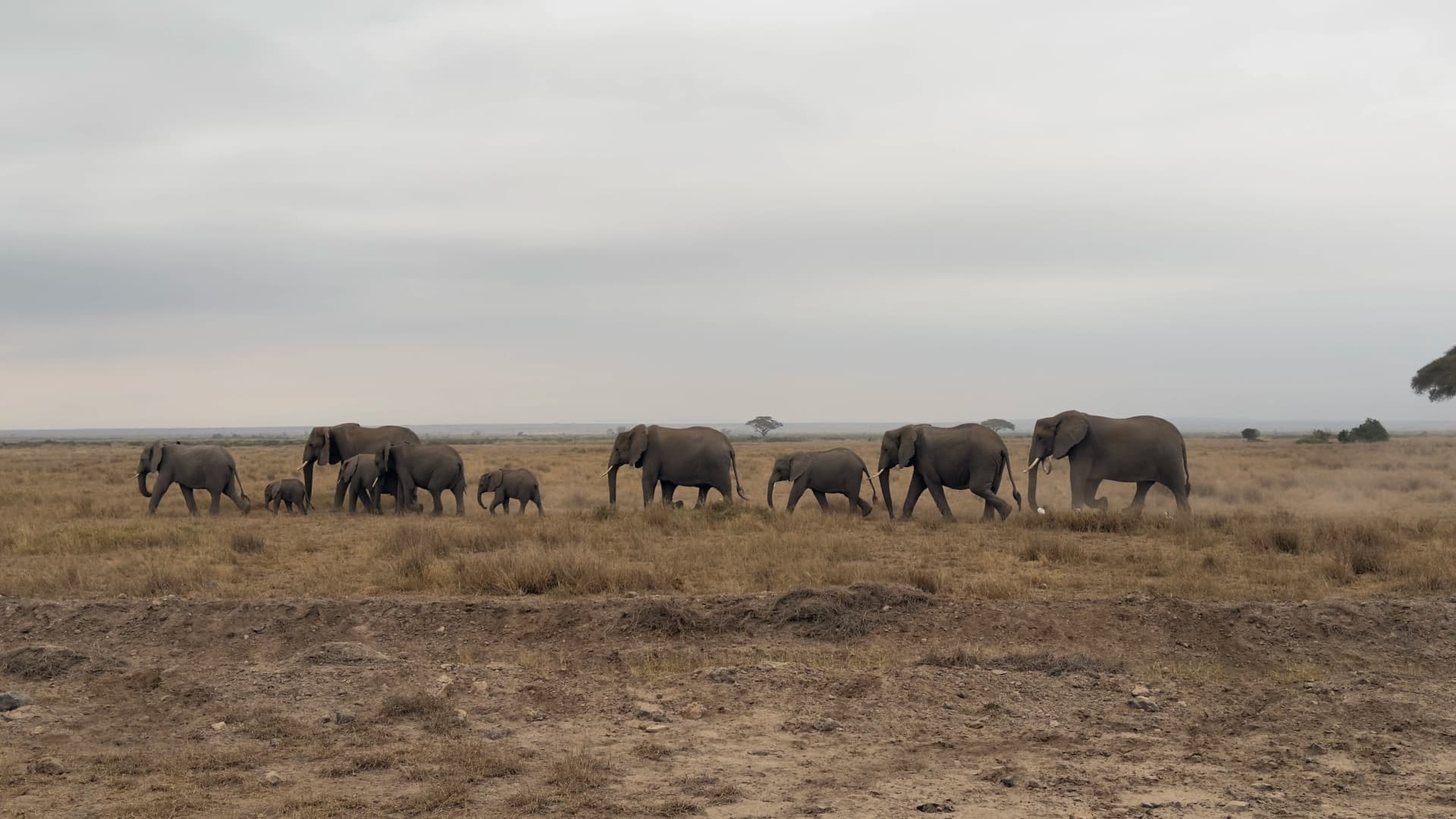 Amboseli National Park, Kenya