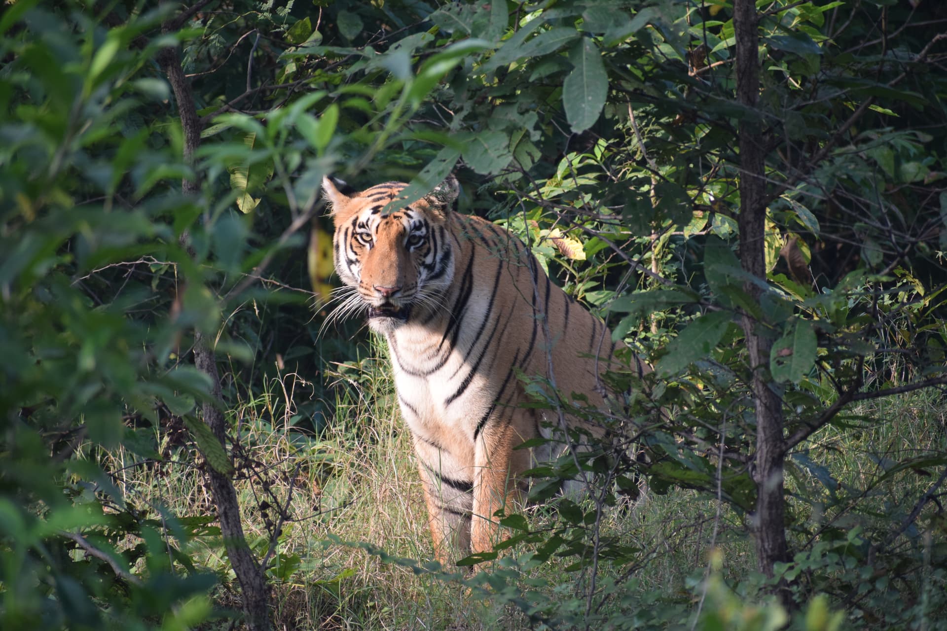 Pench National Park, Madhya Pradesh