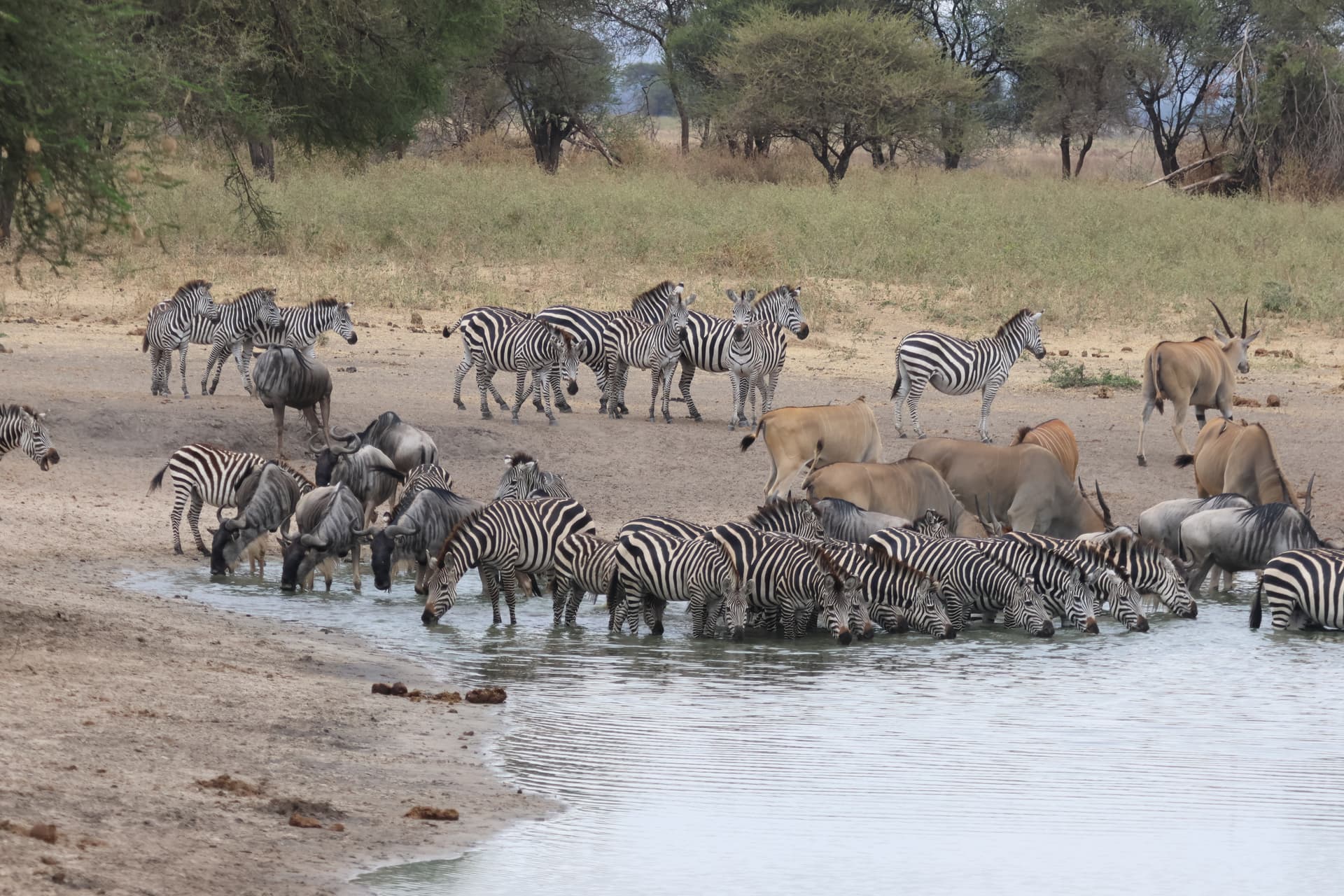 Great Migration Expedition - 8 Nights 9 Days