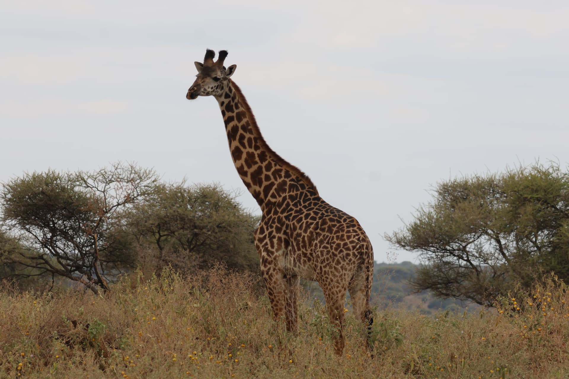 Day 1 - At Nairobi - Masai Mara Expedition - Luxury