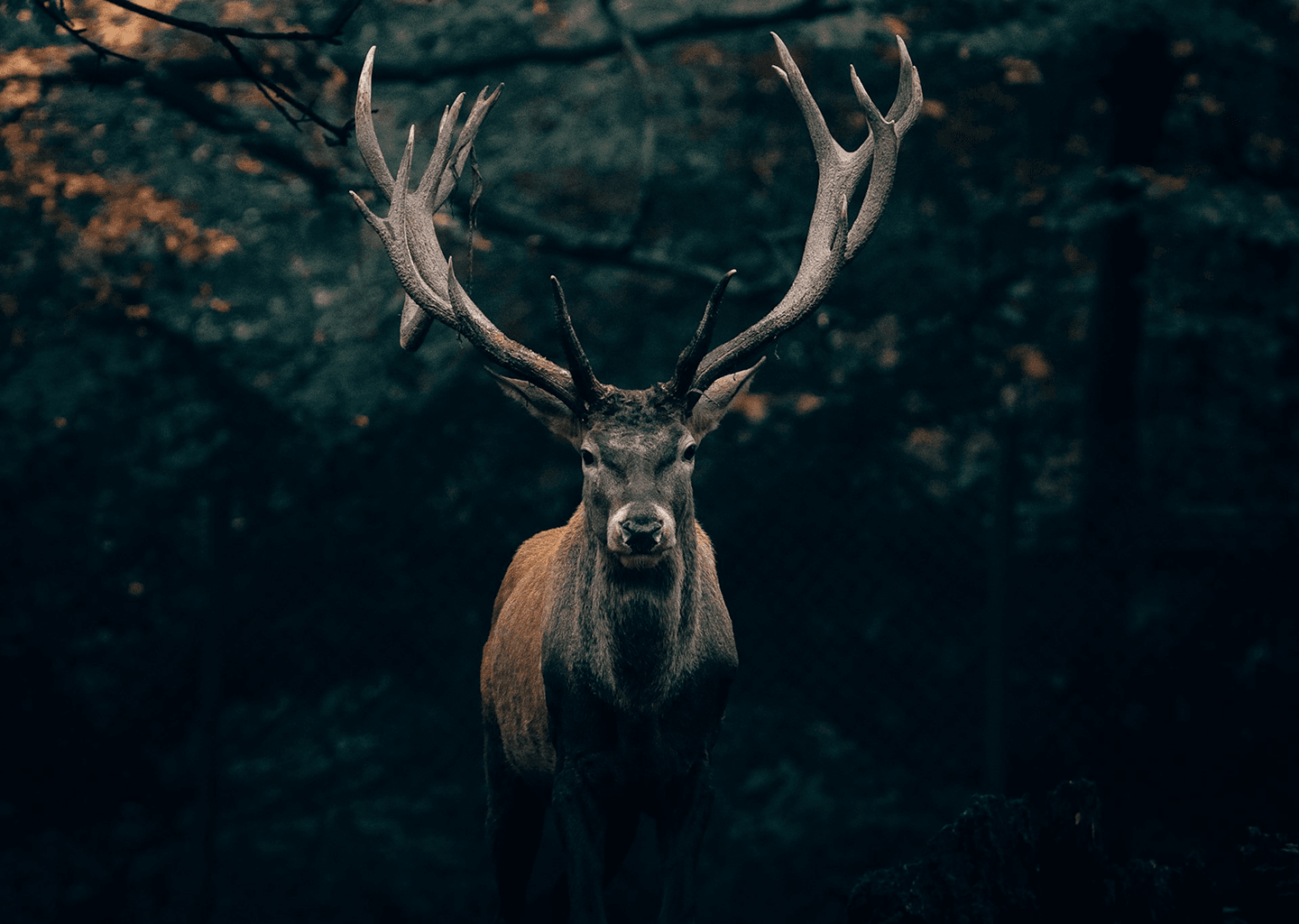 Jungle background