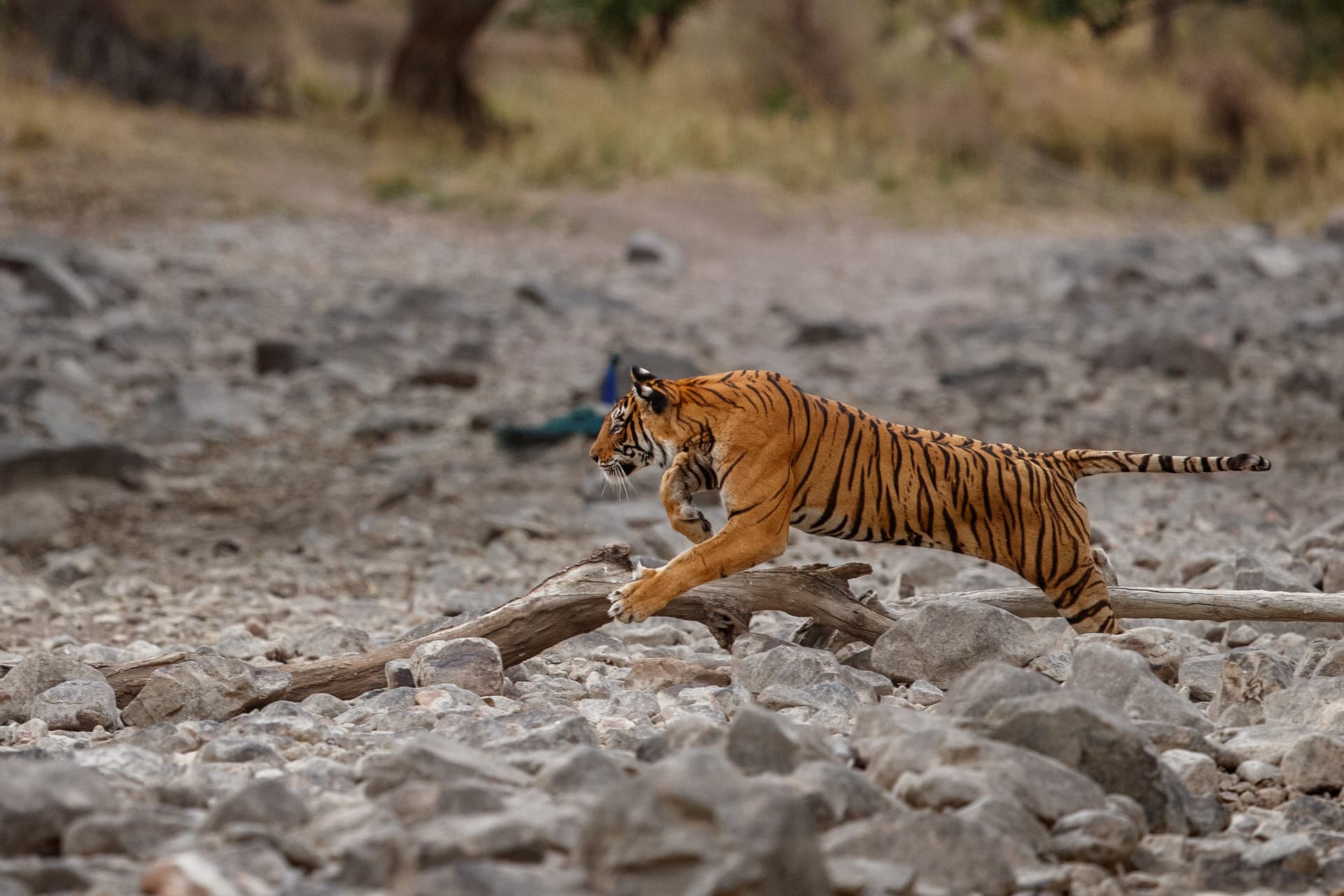 Safari itinerary