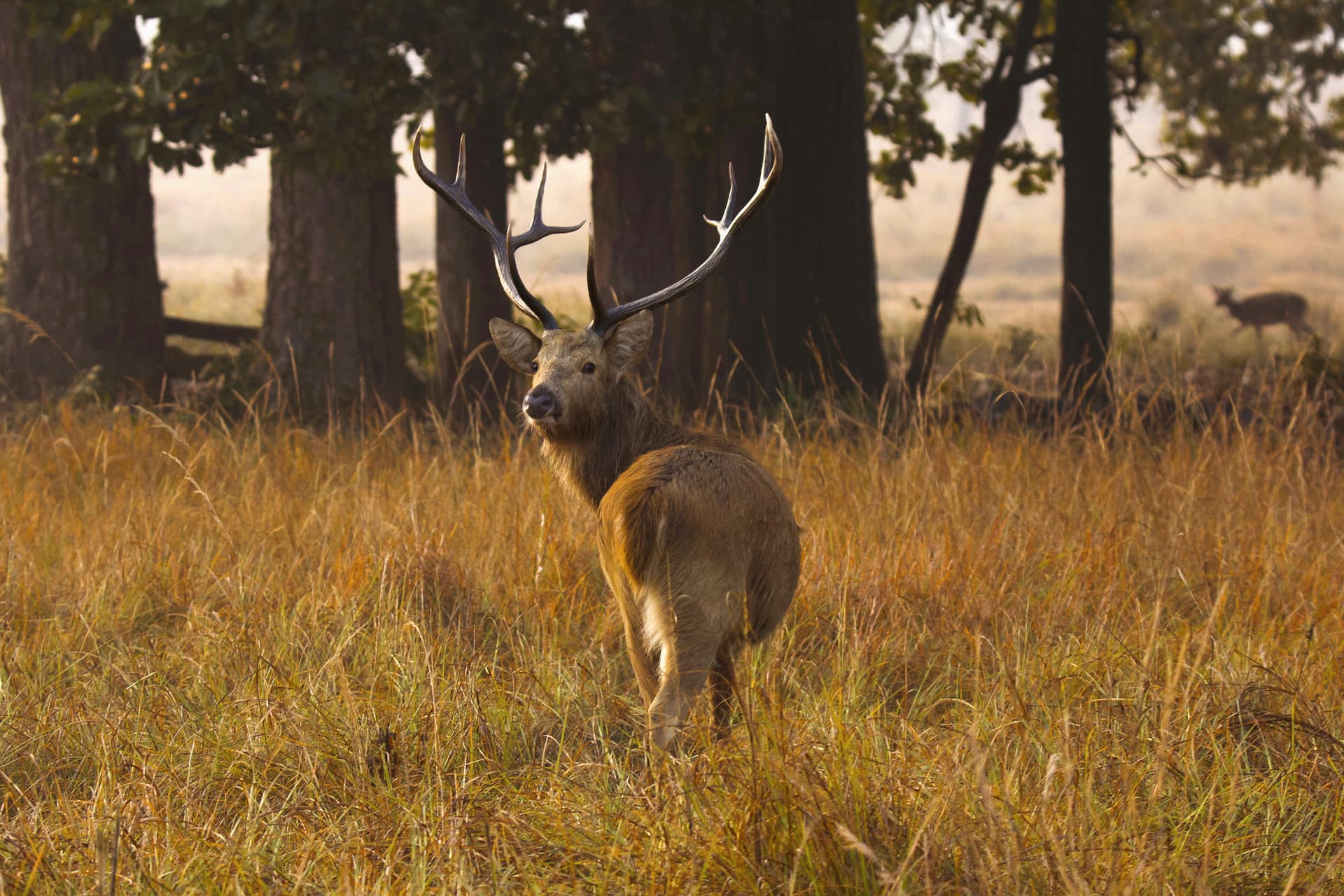 Kanha National Park