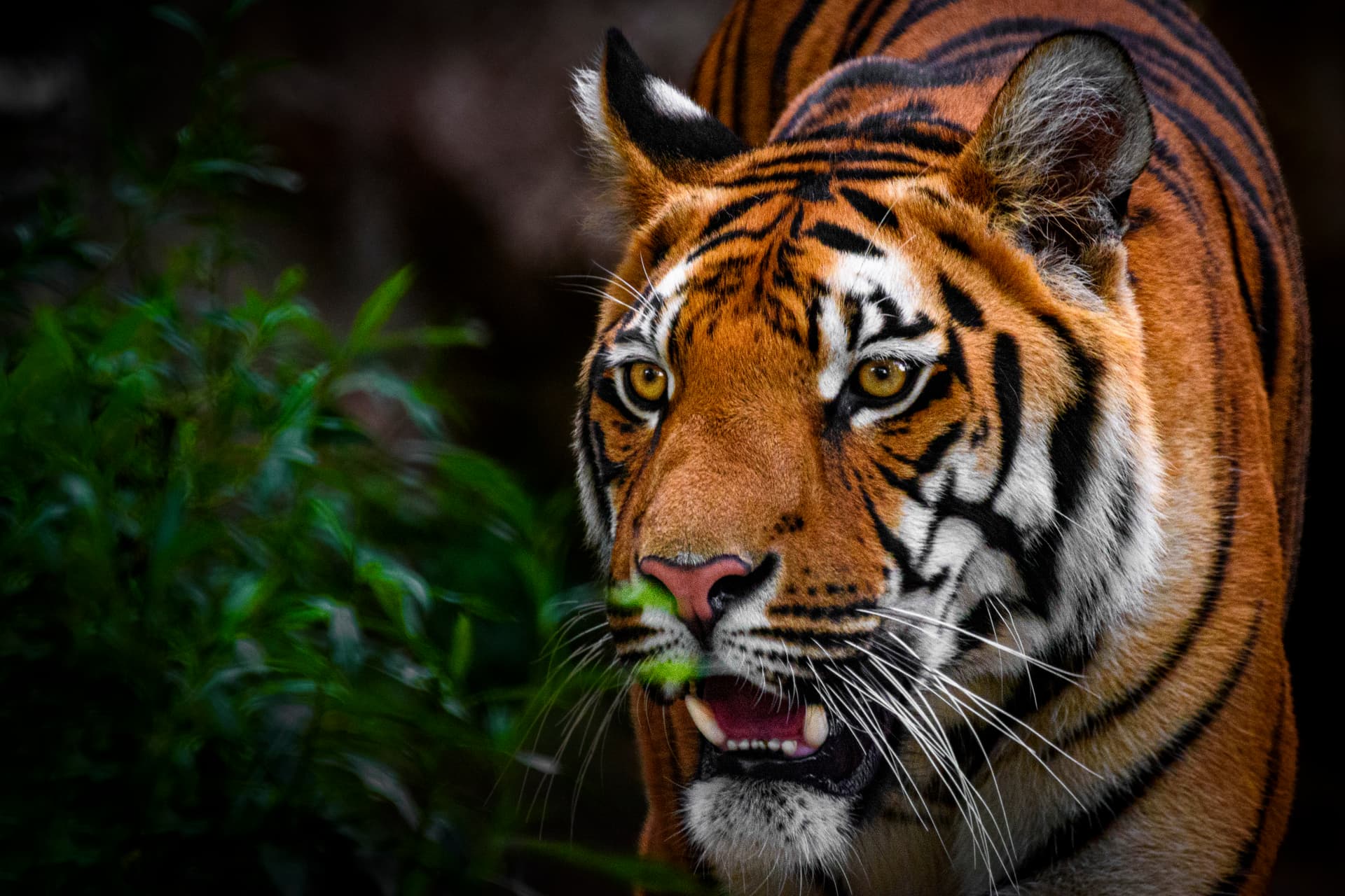 Discover Jim Corbett