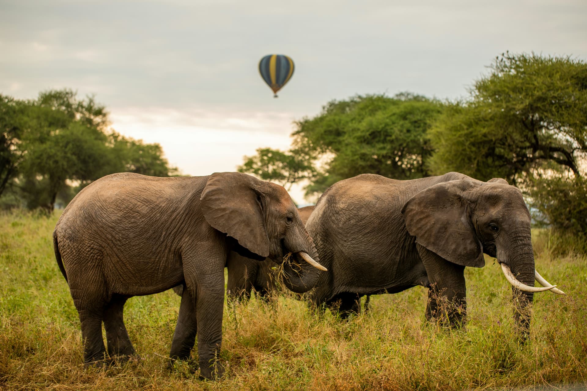 Serengeti National Parks