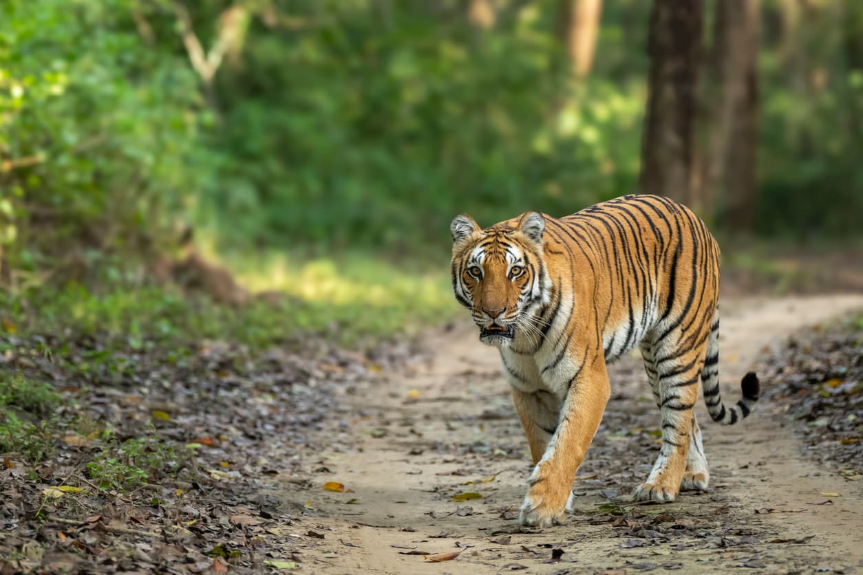 Pilibhit Tiger Reserve and Dudhwa National Park