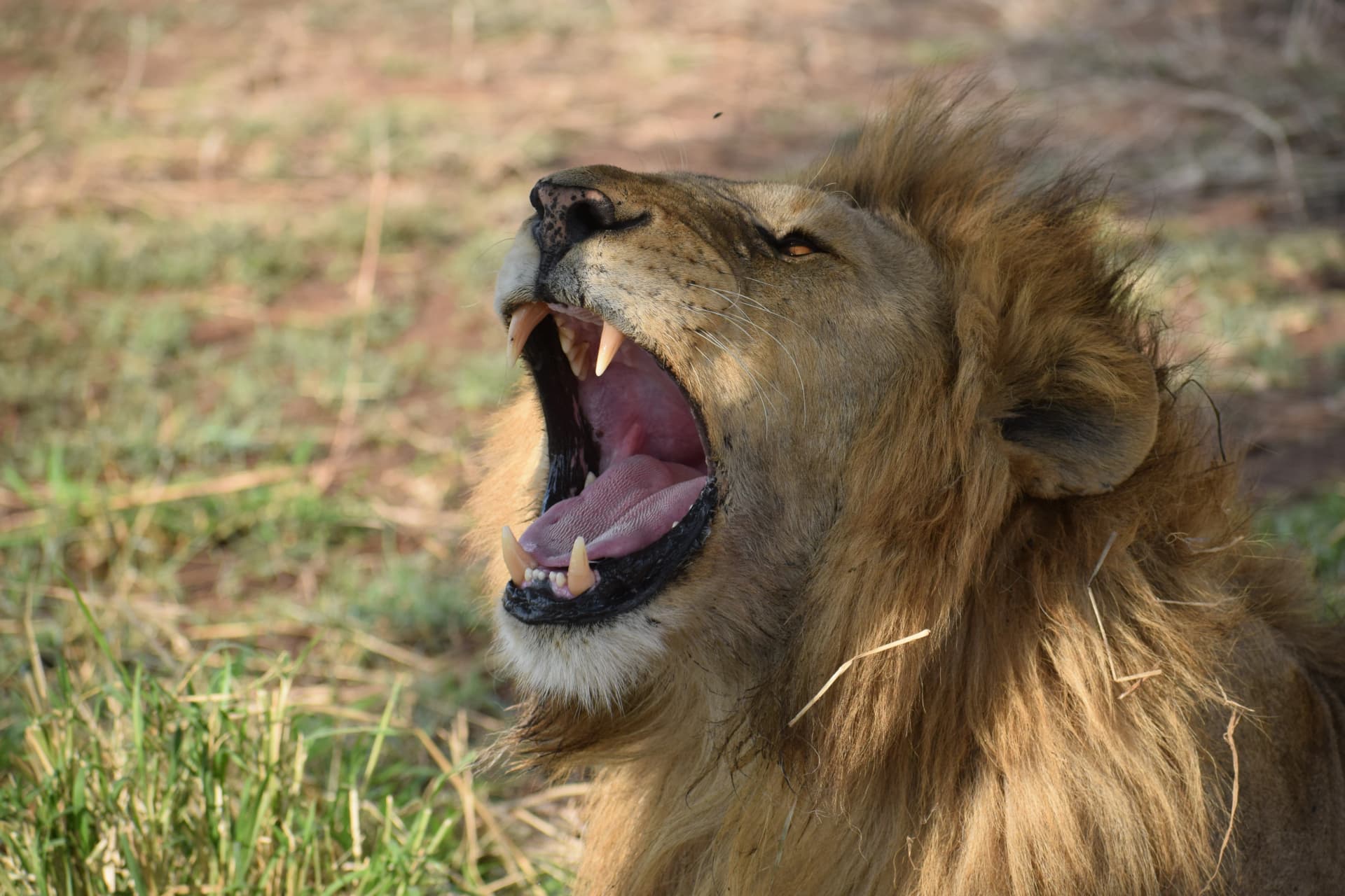 Big Cats Turned Deadly