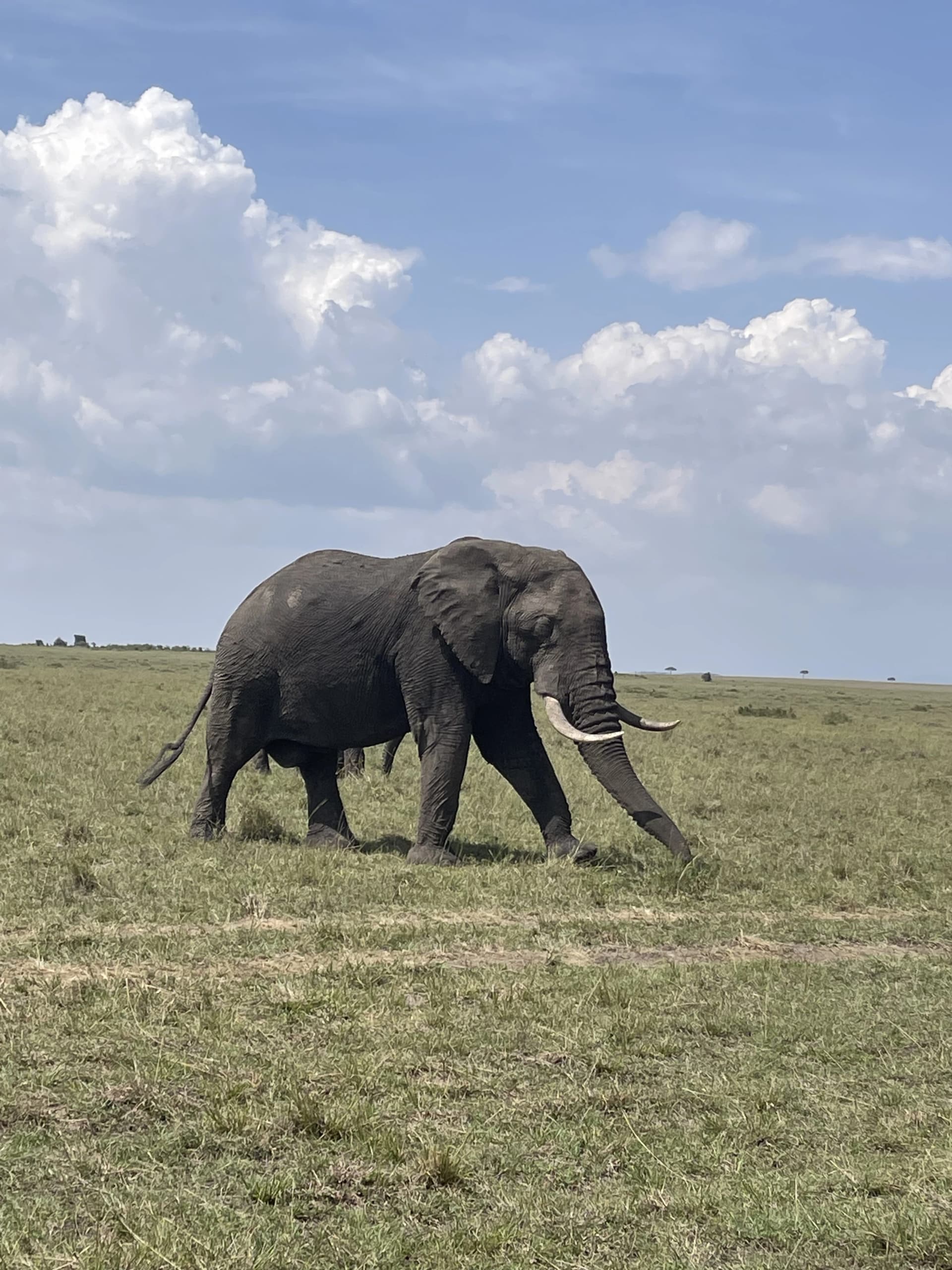 An Elephant Case Study