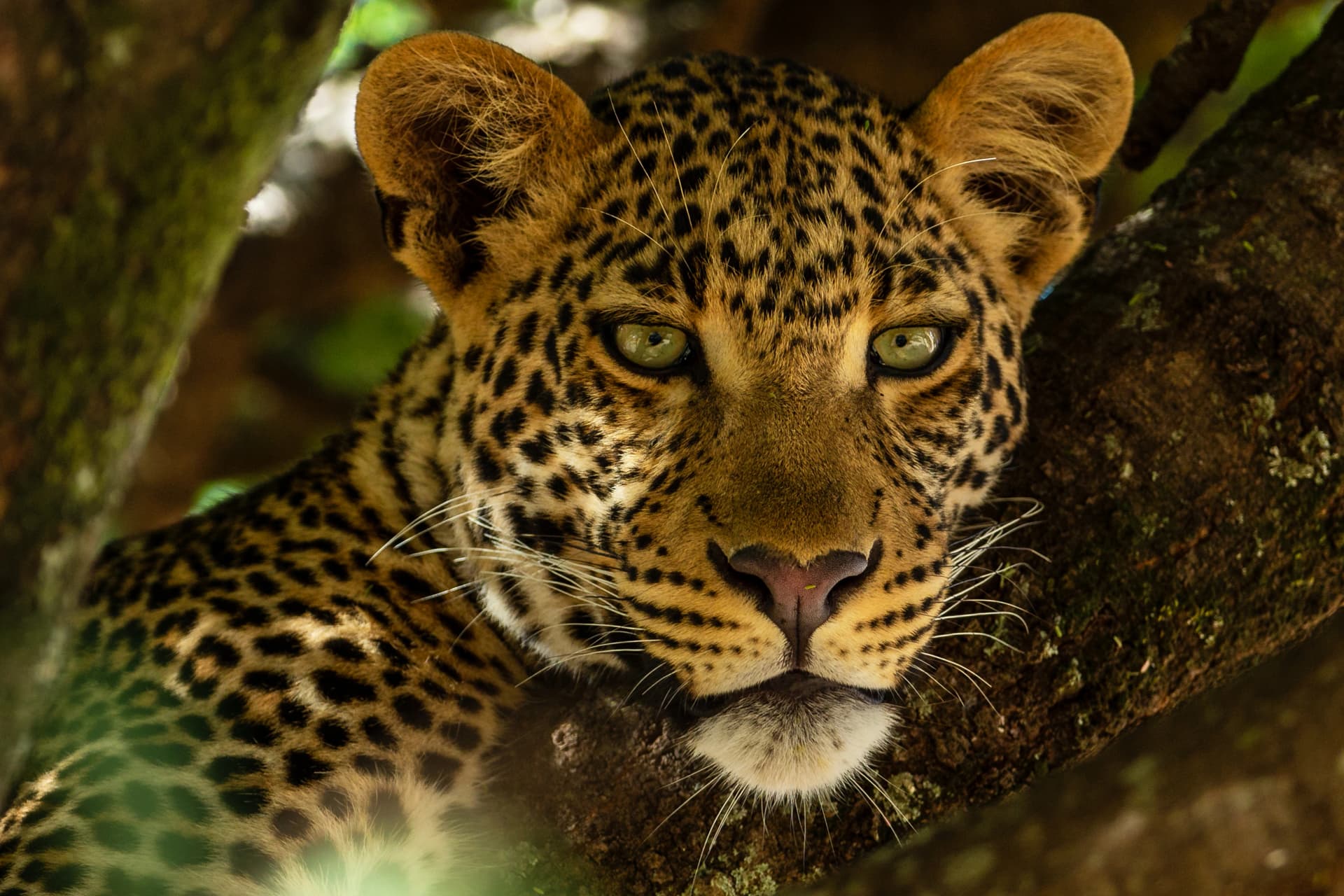Rajaji National Park, Uttarakhand