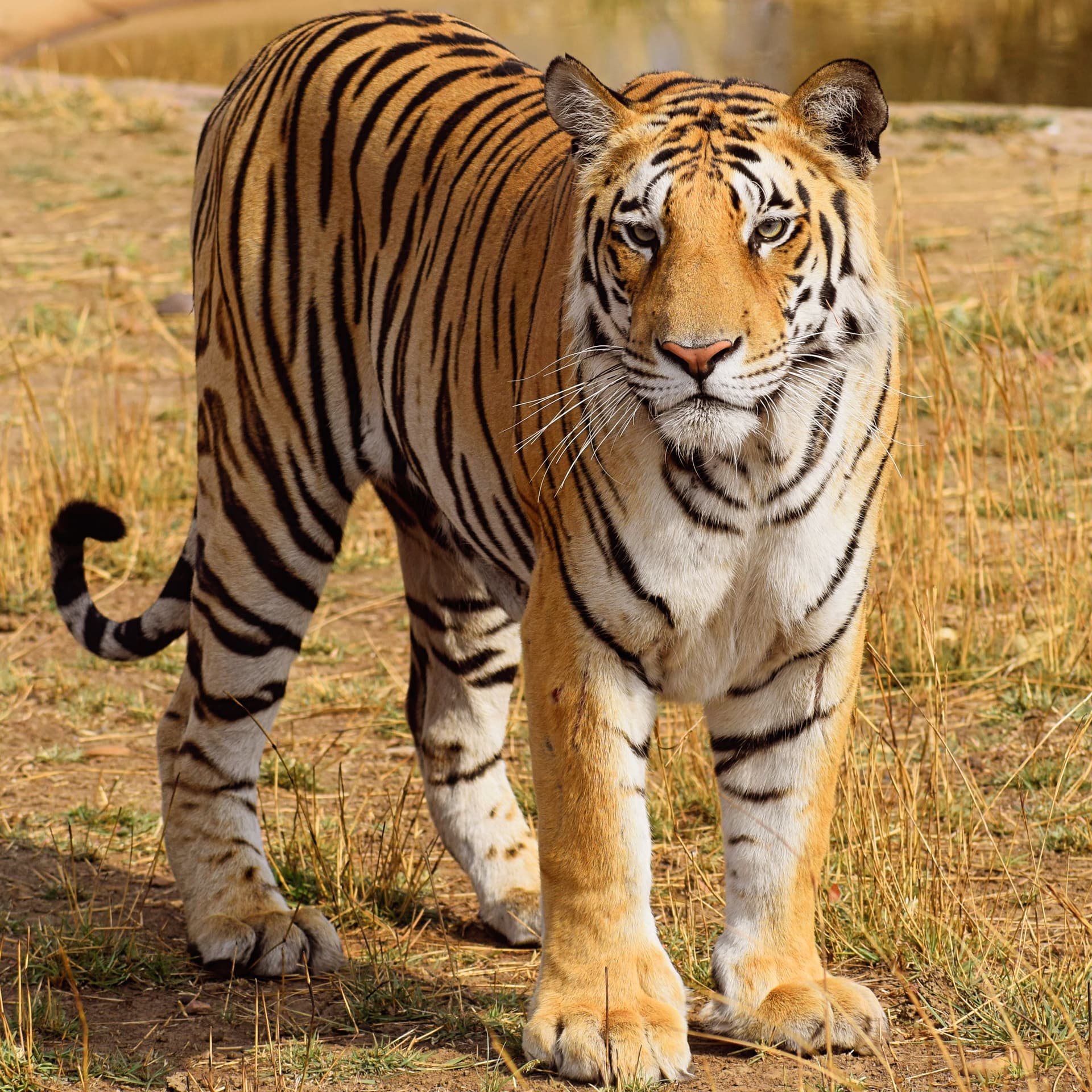 Panna National Park, Madhya Pradesh