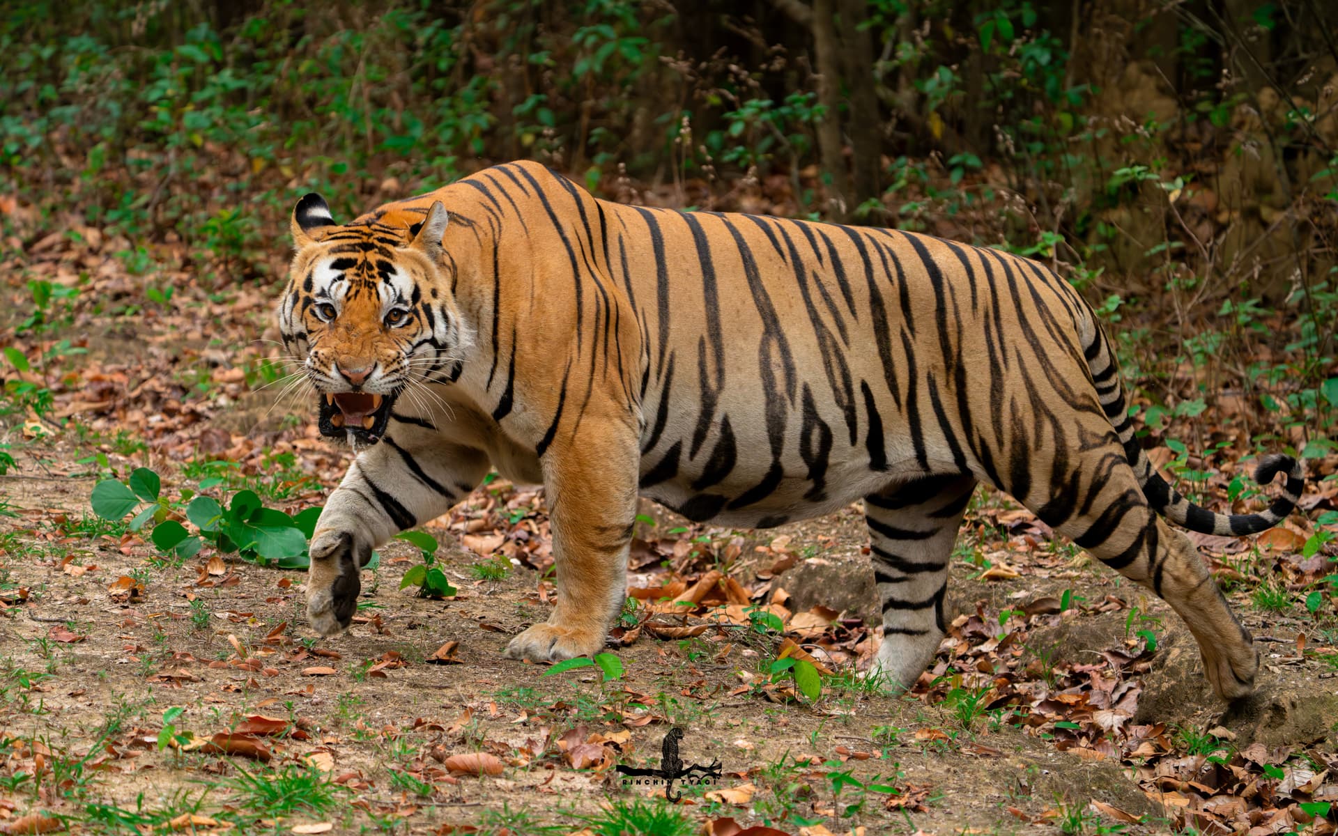 Kanha Tiger Reserve, Madhya Pradesh