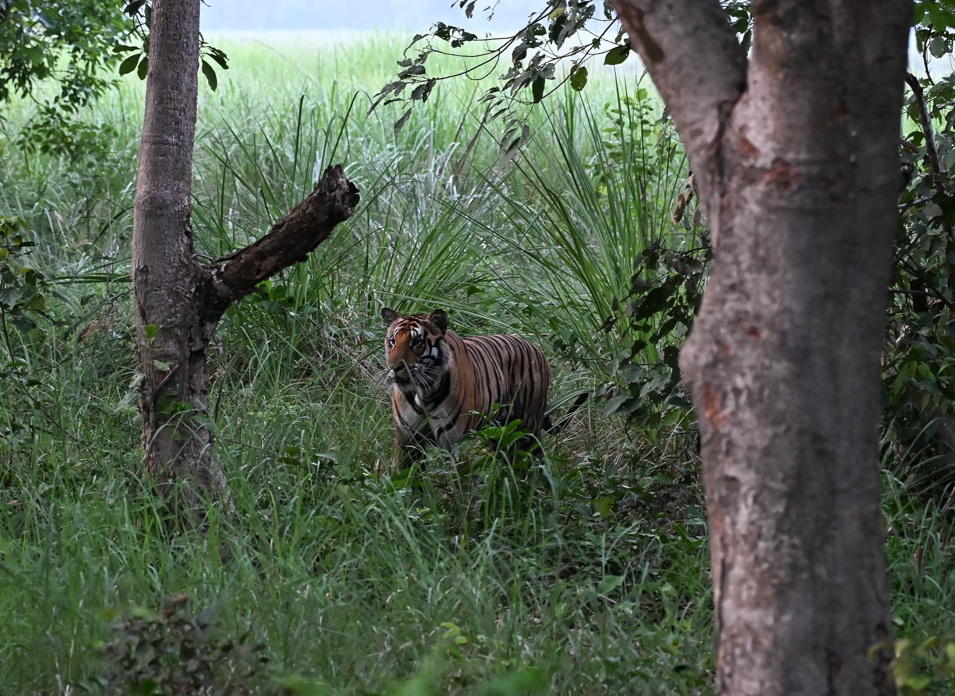 Dudhwa National Park, Uttar Pradesh
