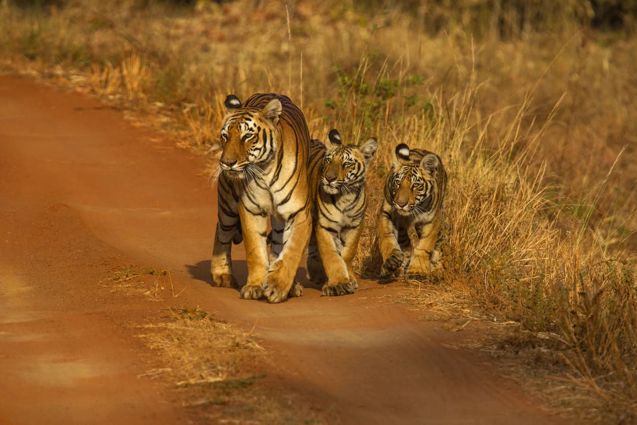 Day 1 - Tadoba
