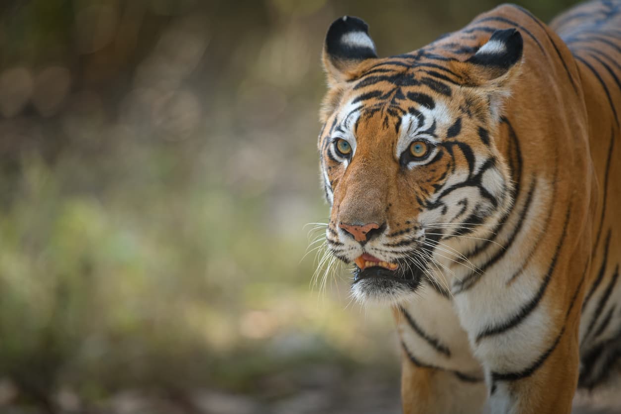 Kanha National Park