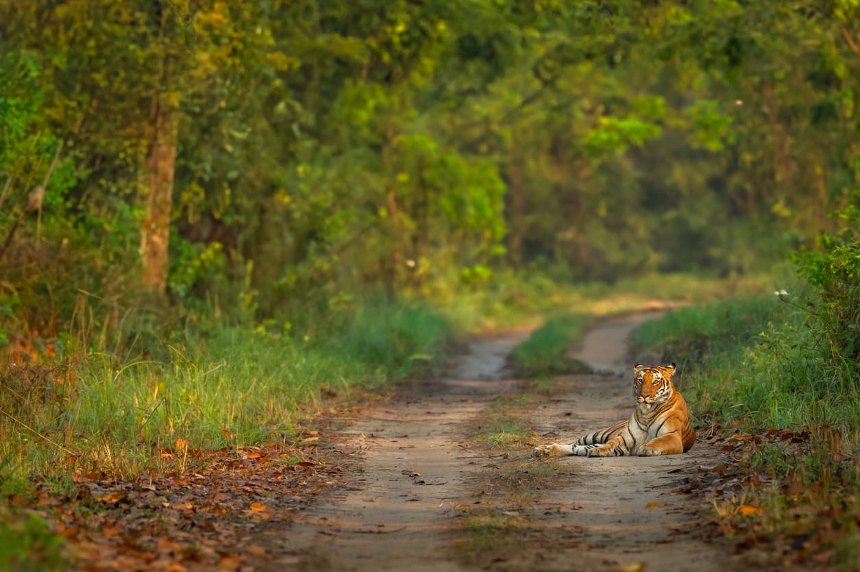 Dudhwa : Terai's Hidden Kingdom