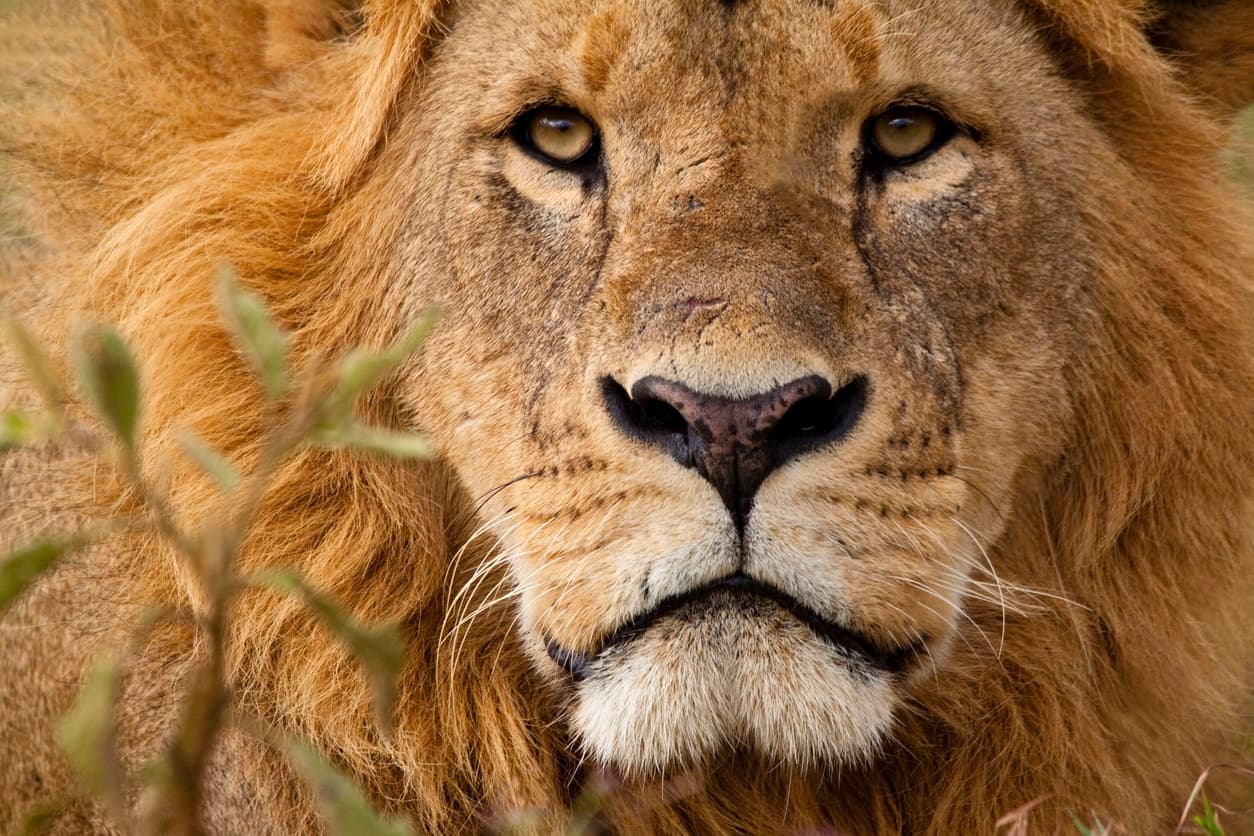Masai Mara Expedition - Luxury