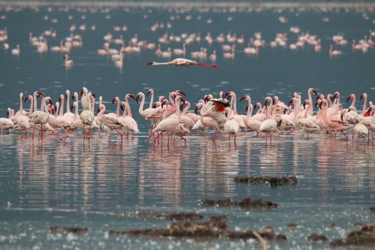 Day 1 - Nairobi – Lake Nakuru - Great Migration 3 Nights 4 Days Expedition!