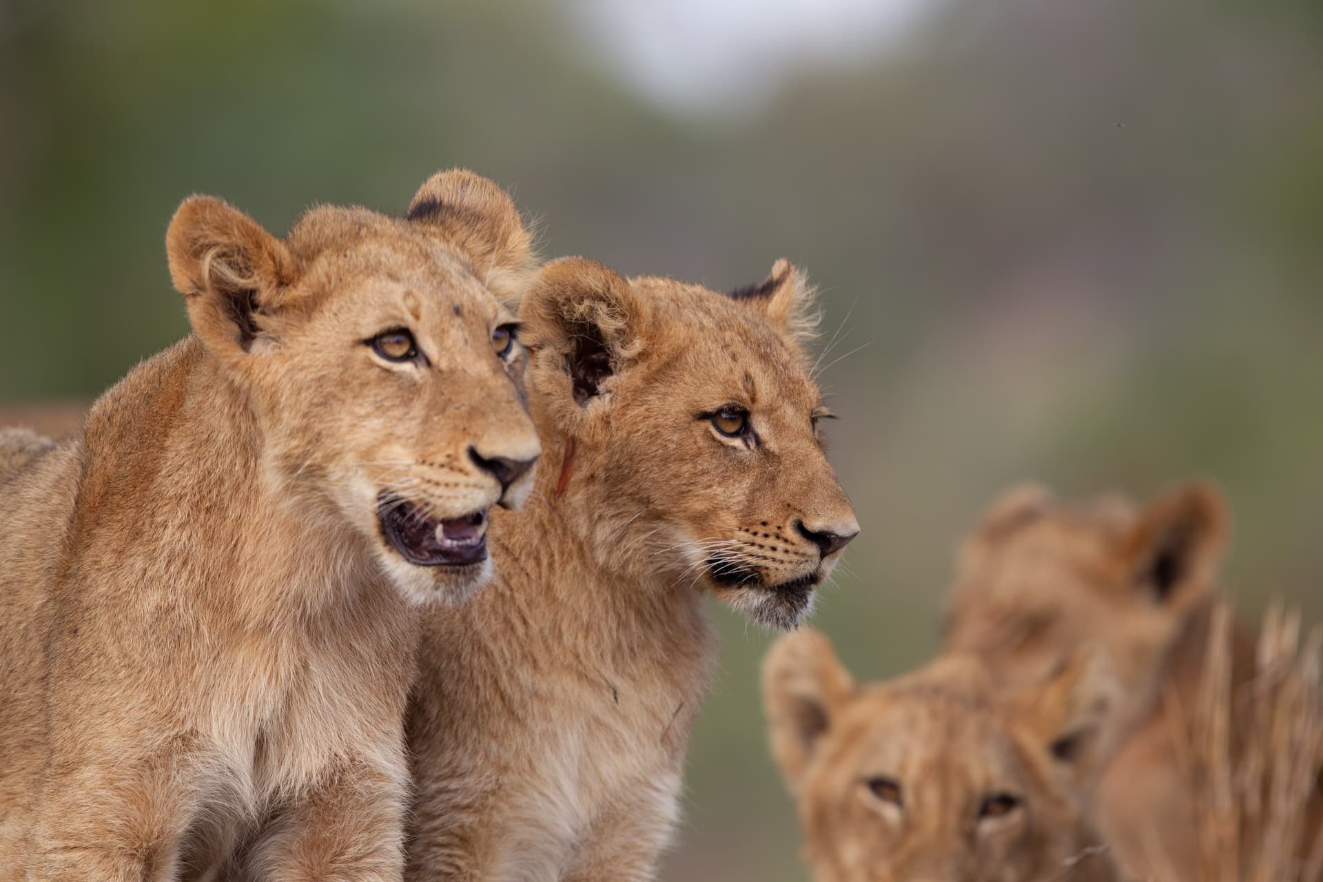 Wild Horizons: The Masai Mara Adventure
