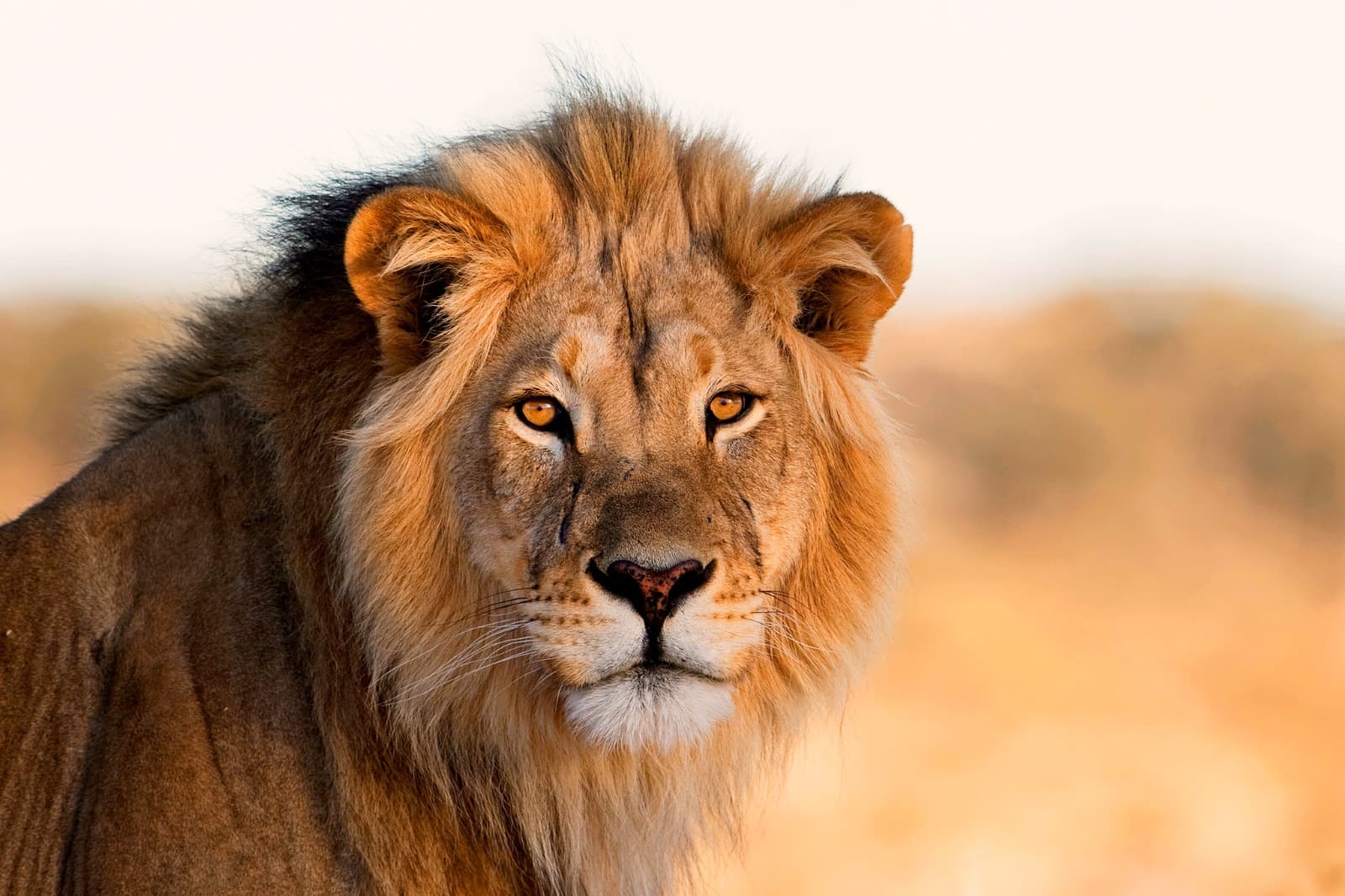 Expedition to Masai Mara and Tanzania