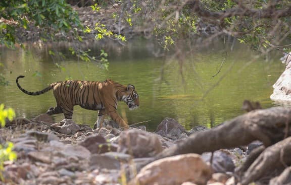 Tiger Safari Tours India: Best Parks & Travel Guide