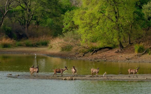 Kaziranga National Park Safari Tours: Wildlife Adventure India