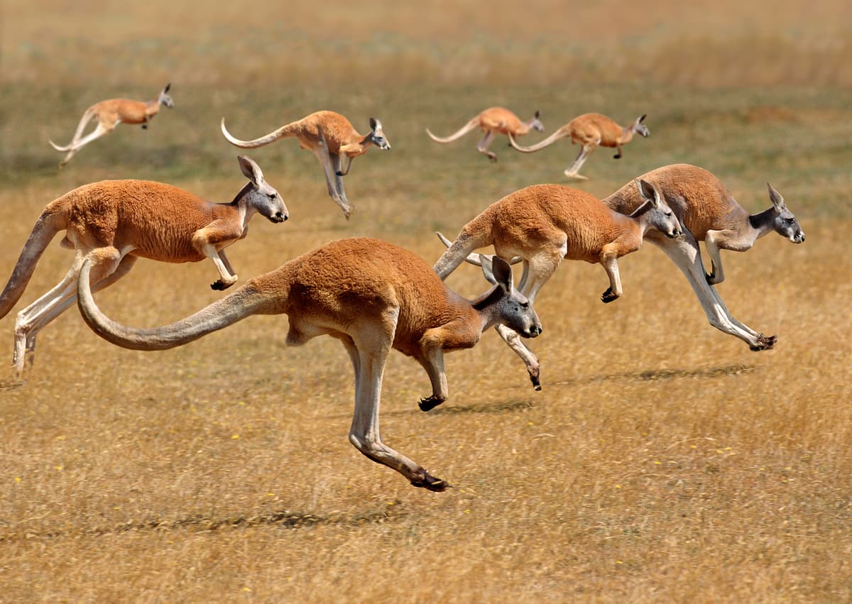 Kangaroo Australia
