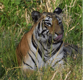 Big Cats Turned Deadly