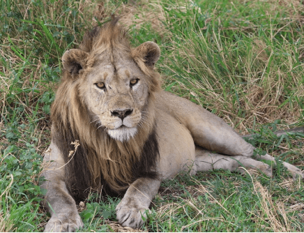 Big Cats Turned Deadly