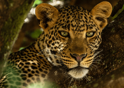 Big Cats Turned Deadly