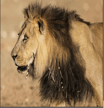 Big Cats Turned Deadly