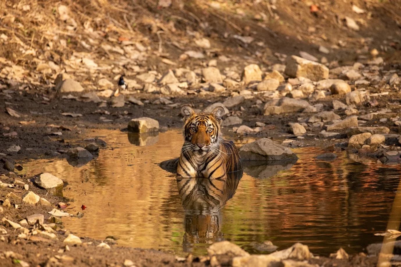 Tadoba Tiger Reserve