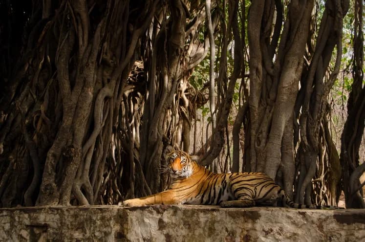 Book jungle safari in India with Junglore. Reserve jeep and canter safaris at top national parks with easy online booking and expert travel assistance.