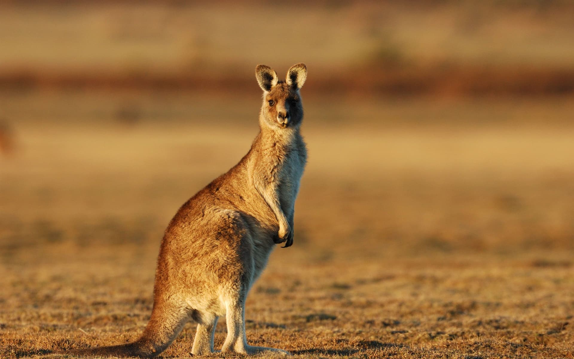 Kangaroo Australia