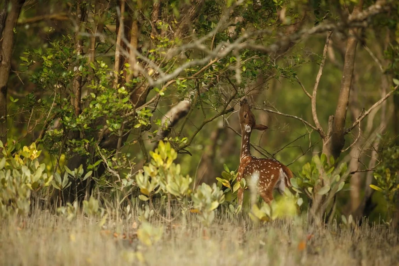 Plan your Pench safari with tips on the best time to visit, safari zones, wildlife sightings, travel planning, and essential things to know before you go.