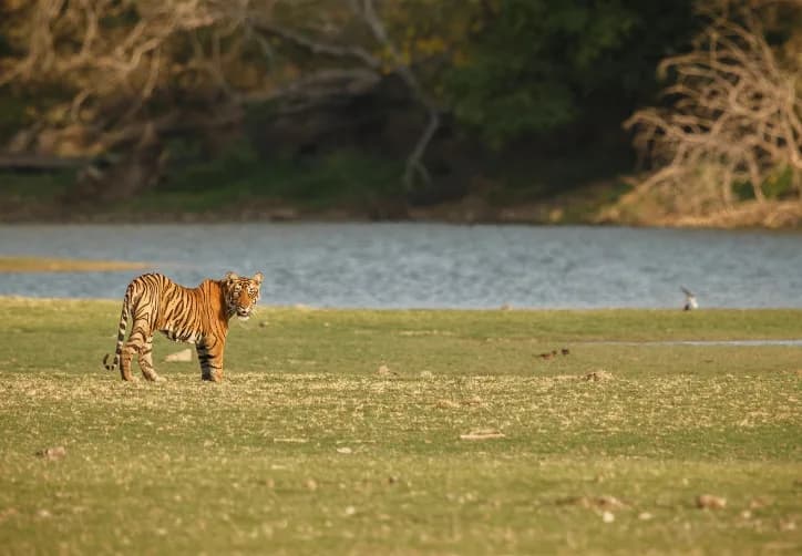 Tiger Safari Tours India